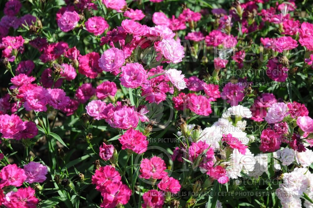 Dianthus Dynasty Mix (Garden Pinks sweet William -  oeillet) 1
