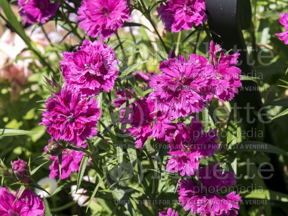 Dianthus Dynasty Orchid (Garden Pinks) 2