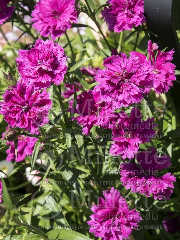 Dianthus Dynasty Orchid (Garden Pinks) 3