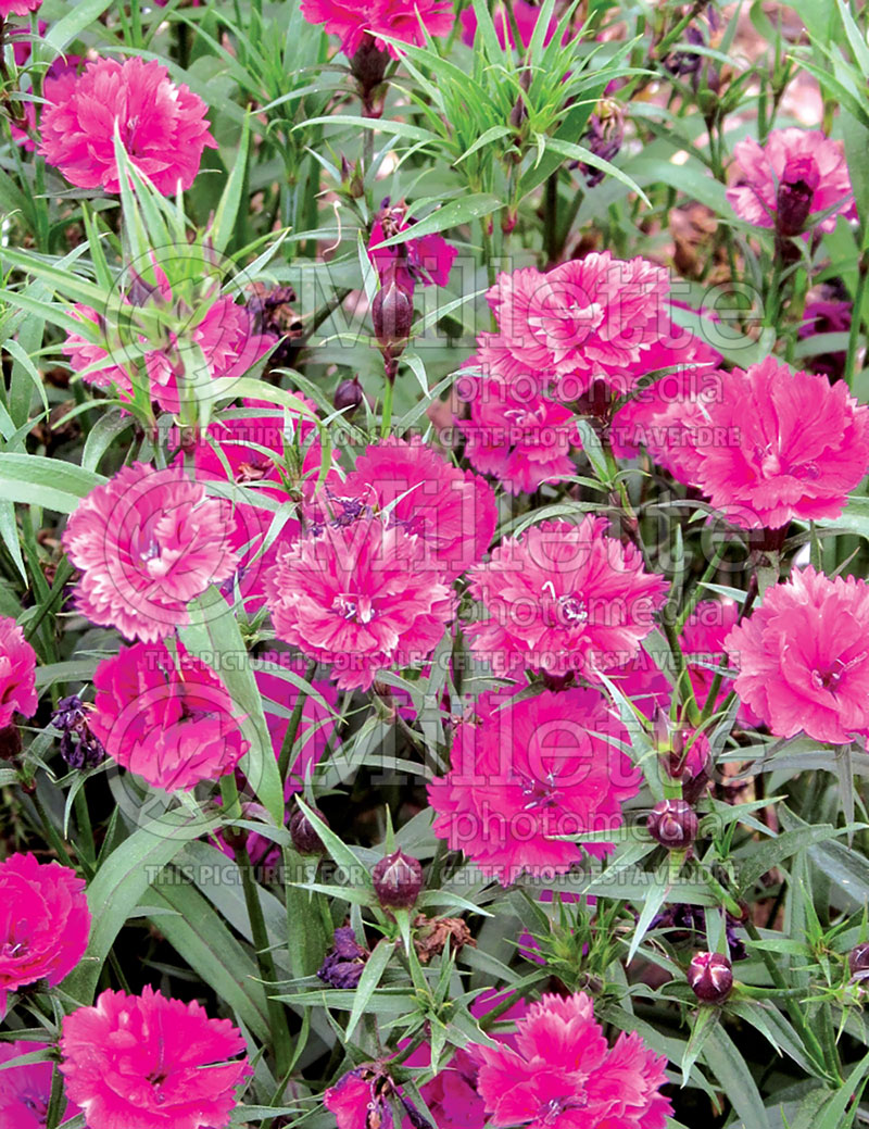 Dianthus Dynasty Orchid (Garden Pinks) 1