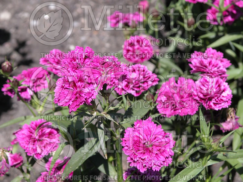 Dianthus Dynasty Pink Magic (Garden Pinks) 2