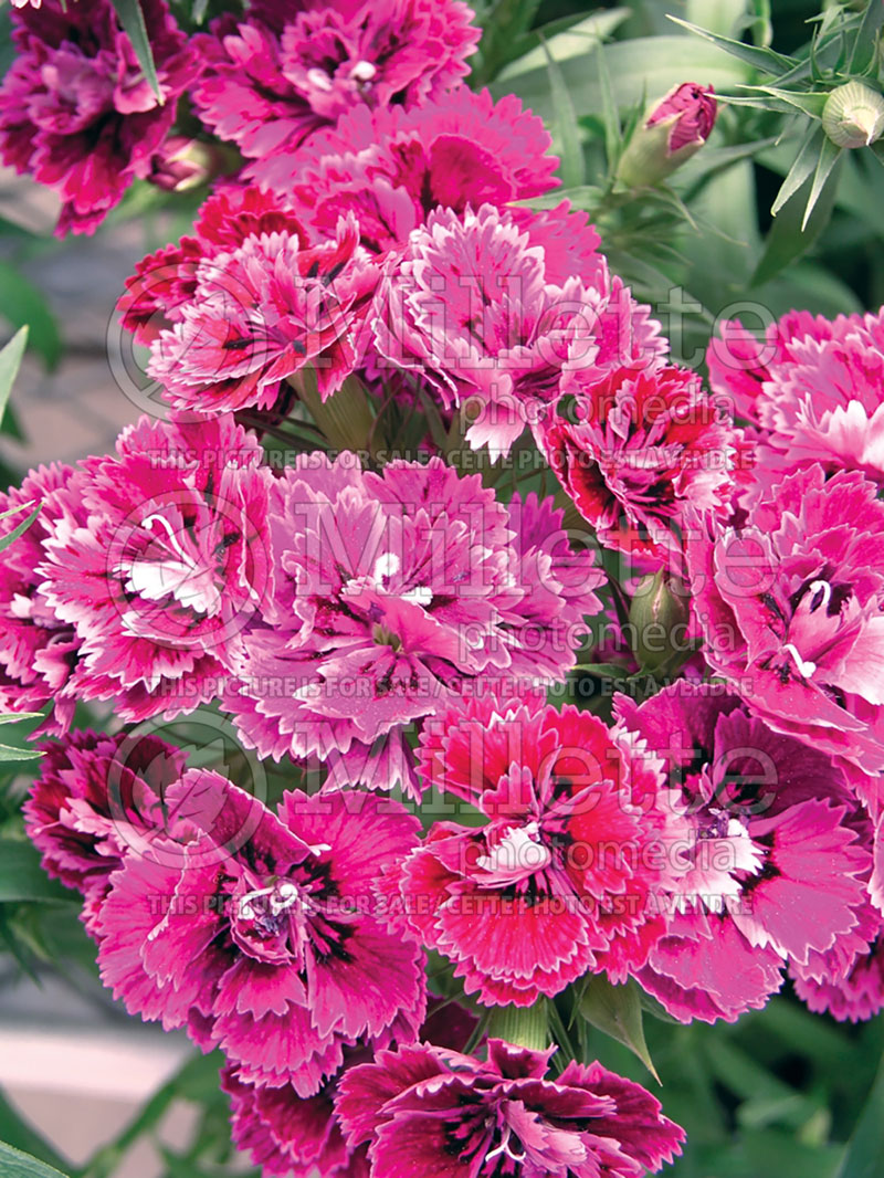 Dianthus barbatus Dynasty Purple  (Garden Pinks) 2