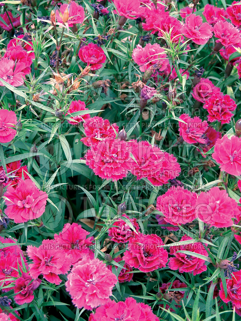 Dianthus barbatus Dynasty Purple  (Garden Pinks) 1