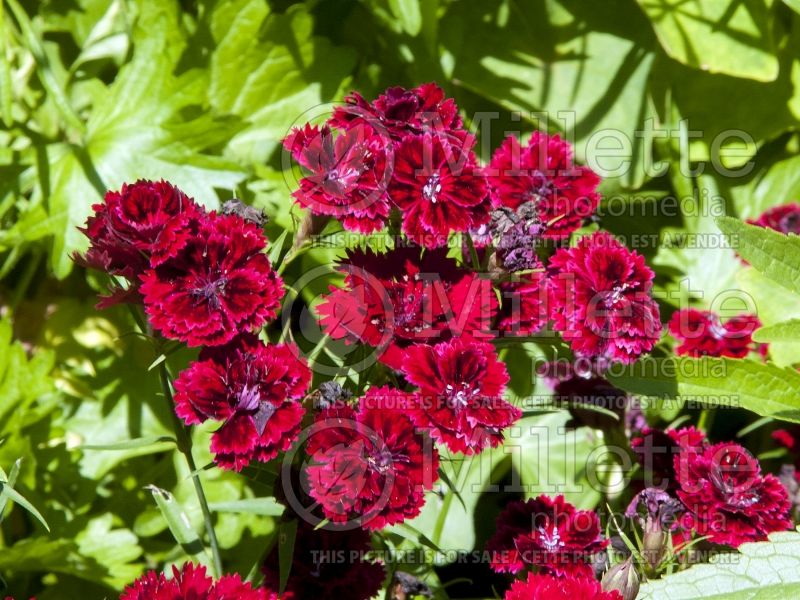 Dianthus Dynasty Red (Garden Pinks) 2