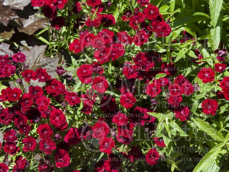 Dianthus Dynasty Red (Garden Pinks) 4