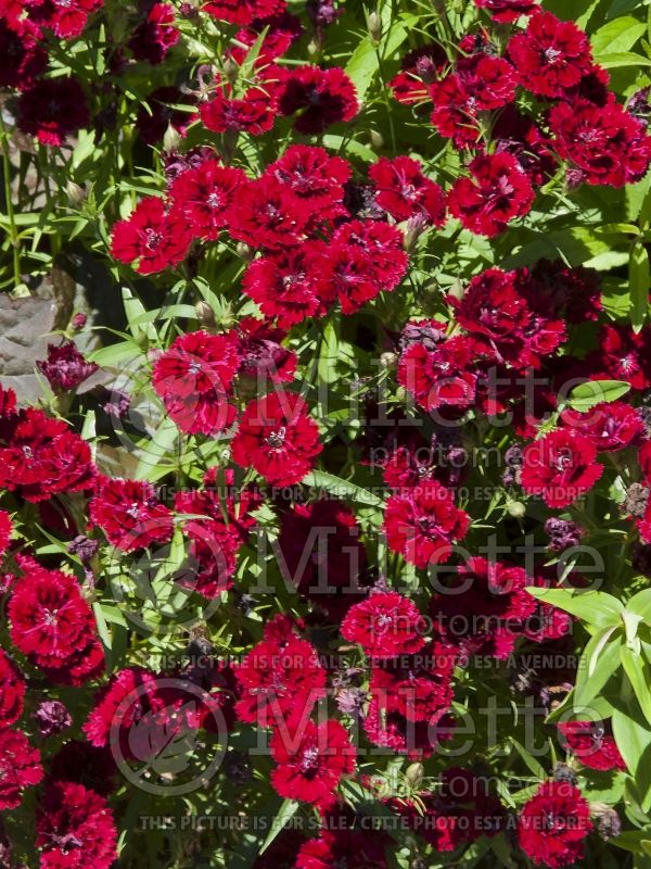 Dianthus Dynasty Red (Garden Pinks) 3