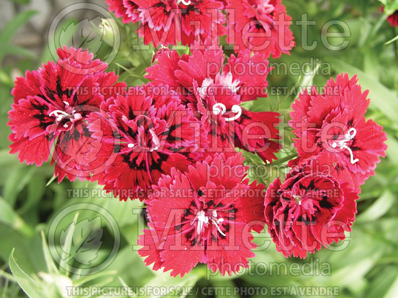 Dianthus Dynasty Red (Garden Pinks) 1