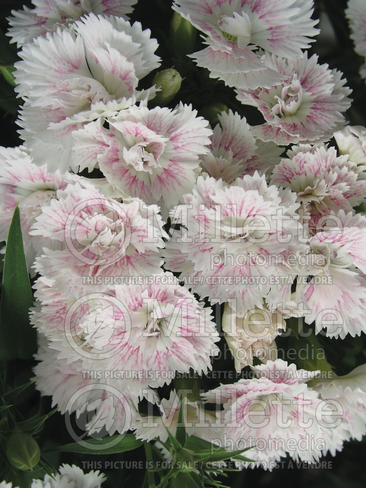 Dianthus Dynasty White Blush (Garden Pinks) 1