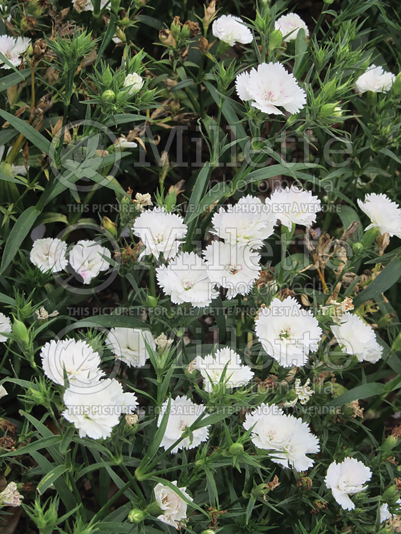 Dianthus Dynasty White (Garden Pinks) 1