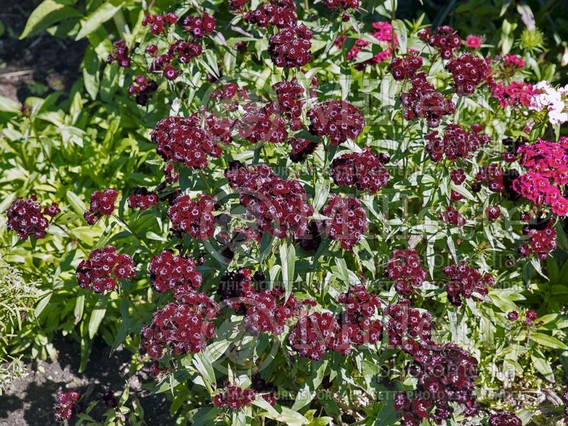 Dianthus Heart Attack (Sweet William) 6 