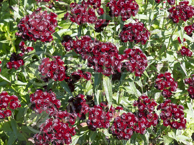 Dianthus Heart Attack (Sweet William) 4 