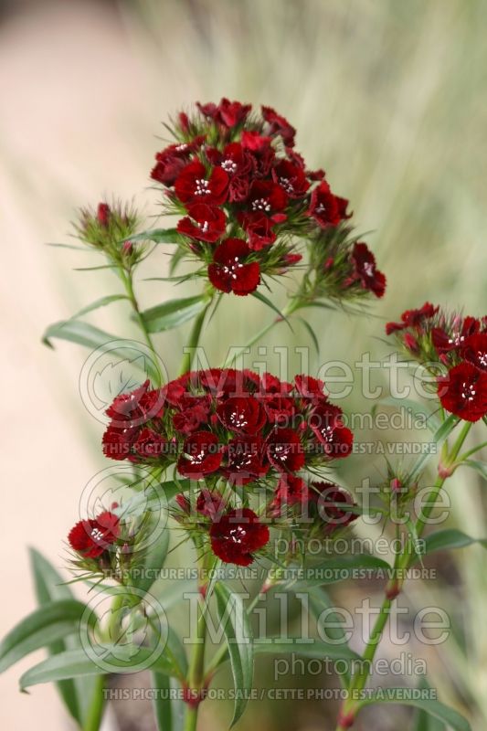 Dianthus Heart Attack (Sweet William) 7 