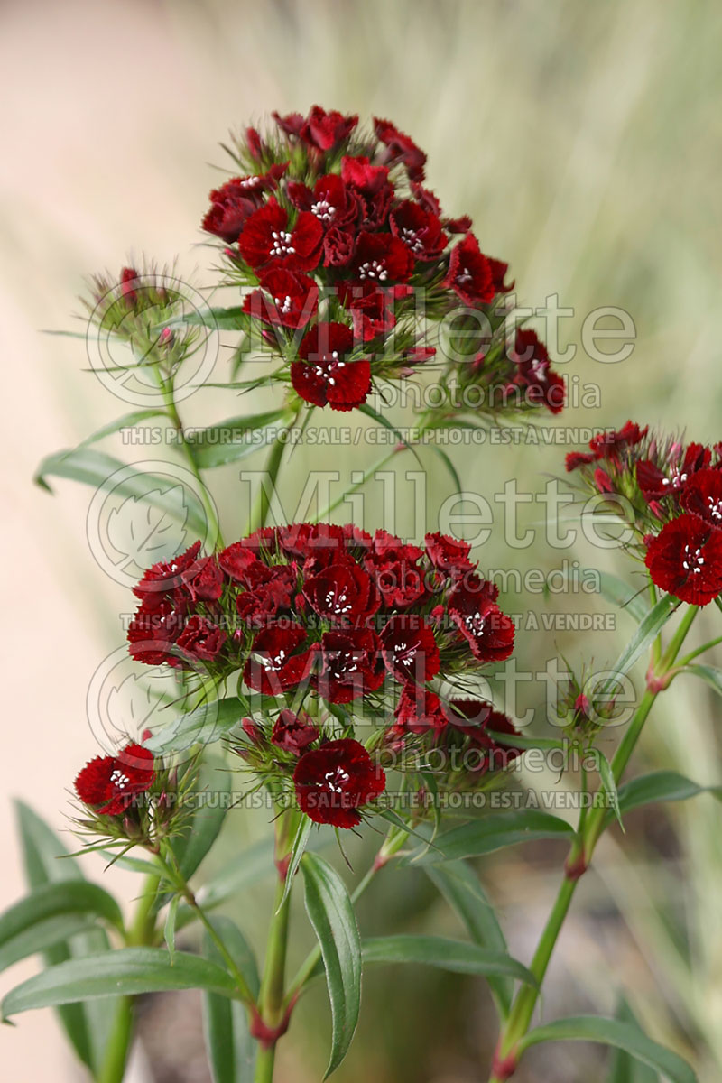 Dianthus Heart Attack (Sweet William) 1 