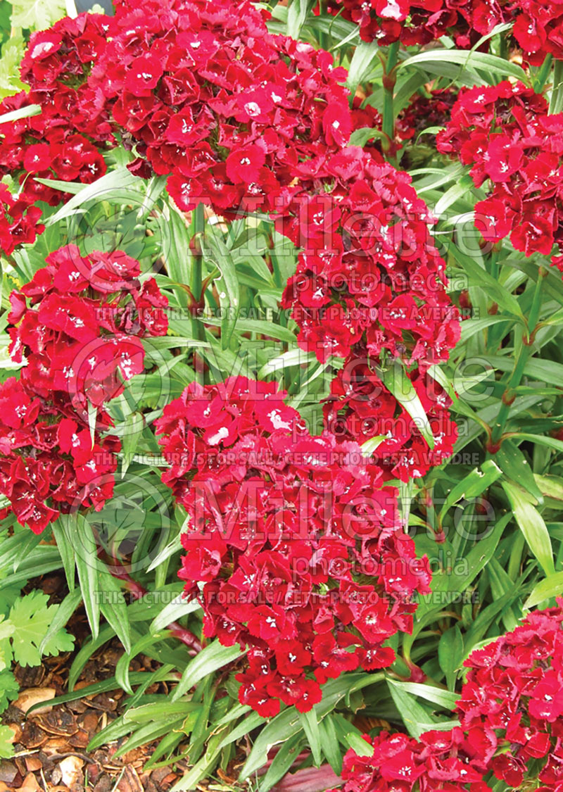 Dianthus Heart Attack (Sweet William) 3 