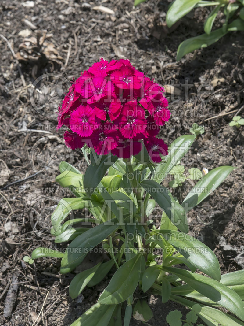 Dianthus Jolt Cherry (Garden Pinks) 1