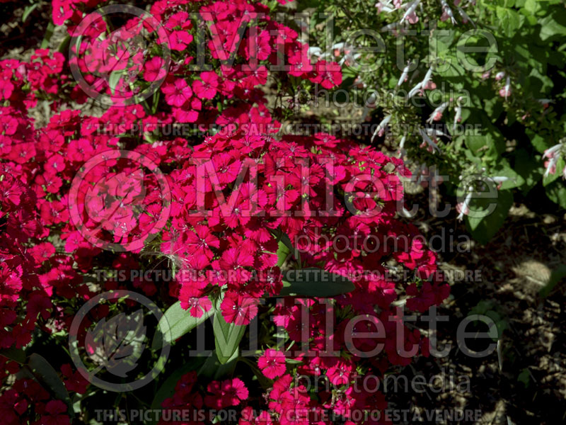 Dianthus Jolt Cherry (Garden Pinks) 2