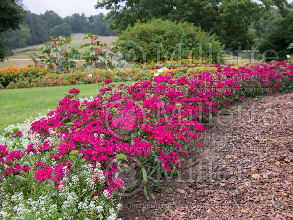 Dianthus Jolt Cherry (Garden Pinks) 3