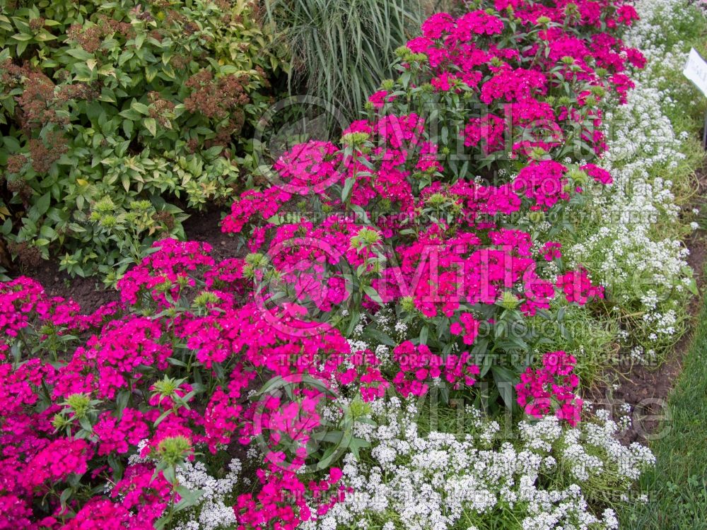 Dianthus Jolt Cherry (Garden Pinks) 4