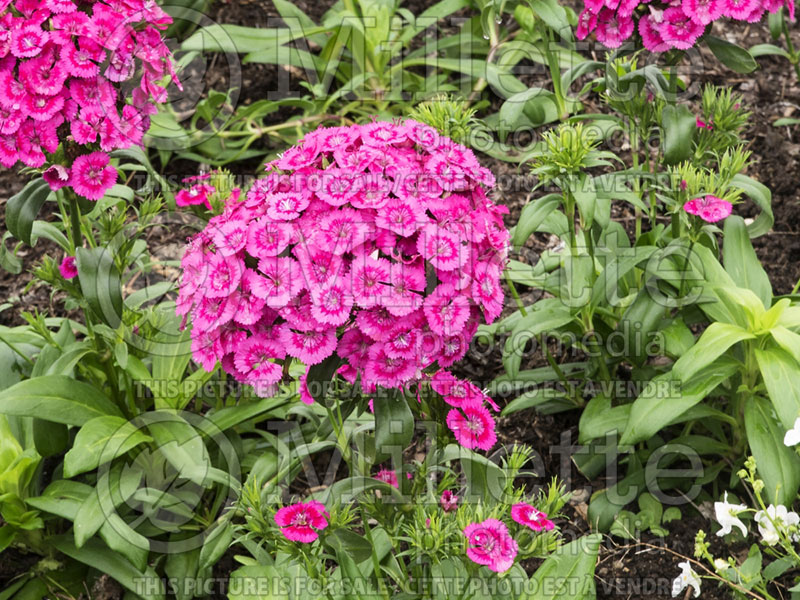 Dianthus Jolt Pink (Garden Pinks) 3