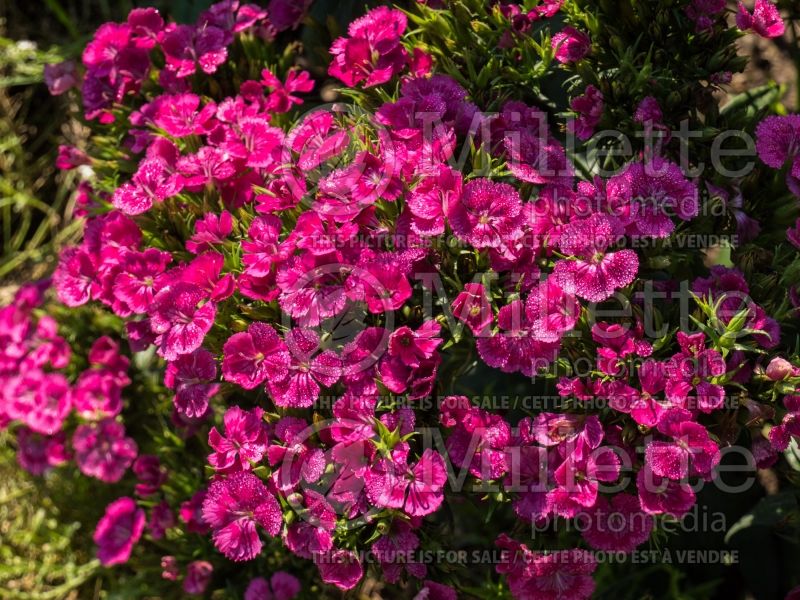 Dianthus Jolt Pink (Garden Pinks) 8