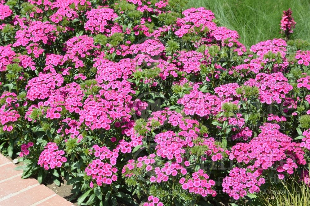 Dianthus Jolt Pink (Garden Pinks) 4