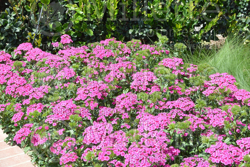 Dianthus Jolt Pink (Garden Pinks) 5