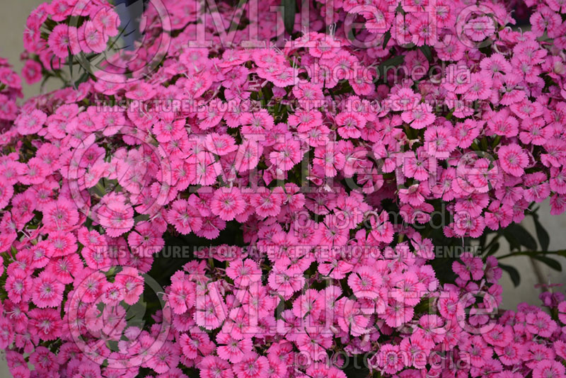 Photo of Dianthus Jolt Pink (Garden Pinks)