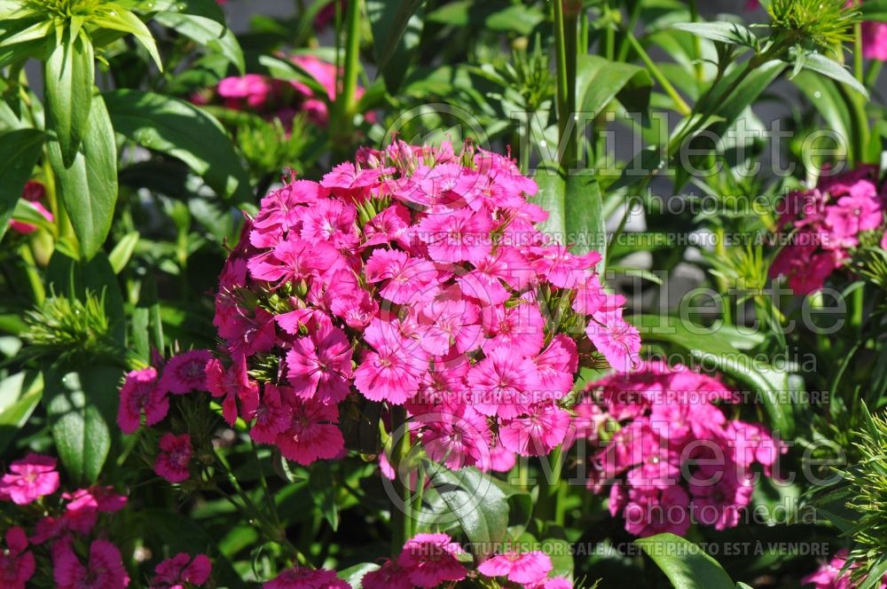 Dianthus Jolt Pink (Garden Pinks) 7