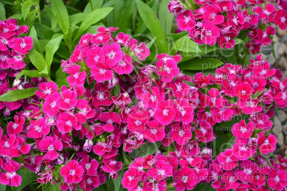 Dianthus Midget (Garden Pinks) 2