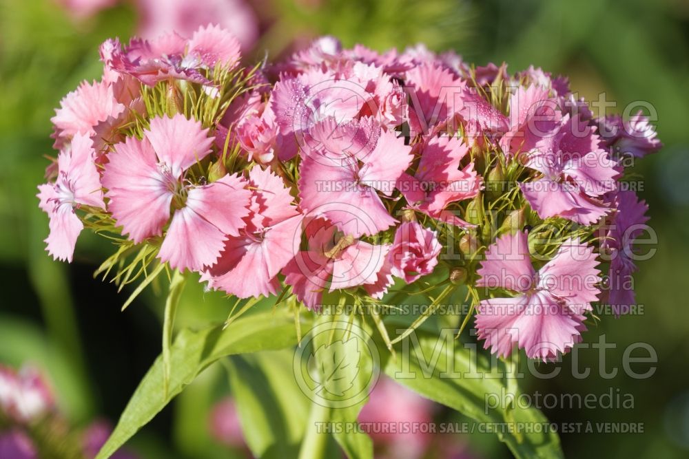 Dianthus Newport Pink (Garden Pinks) 1