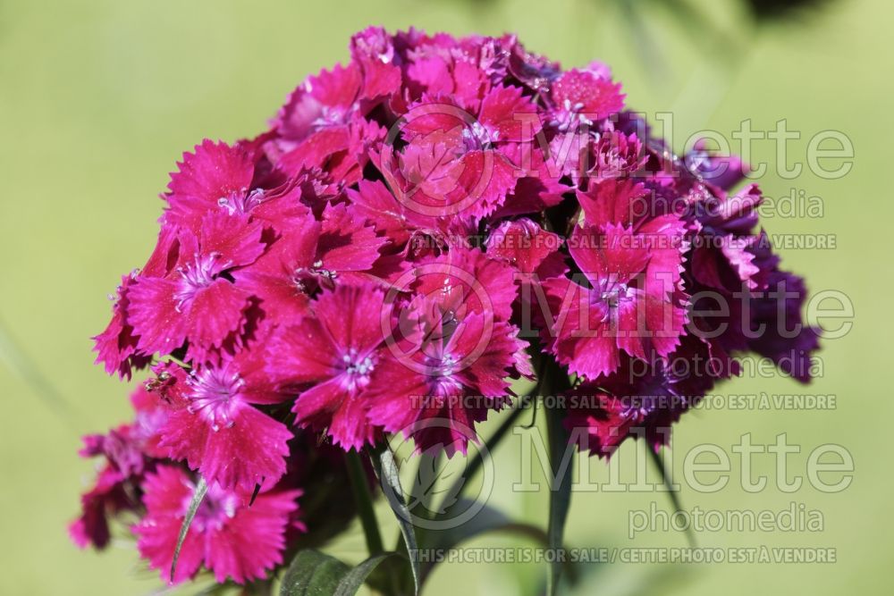 Dianthus Oeschberg (Garden Pinks) 1