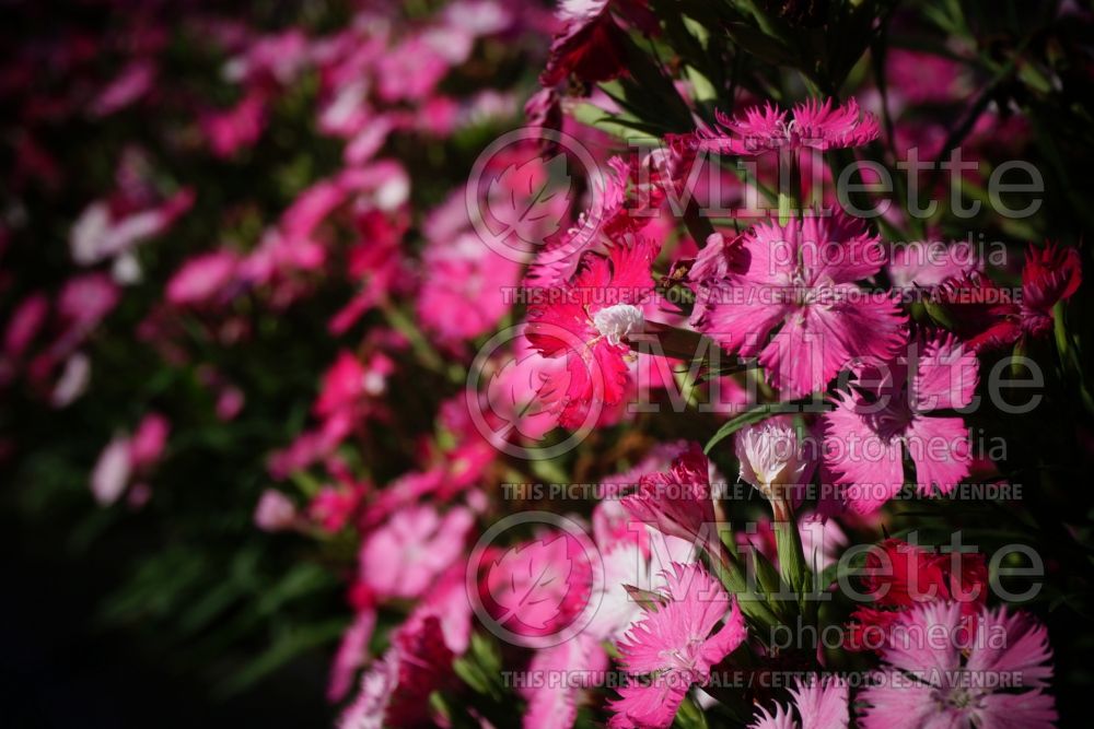 Dianthus barbatus Rockin Pink Magic (Garden Pinks) 2