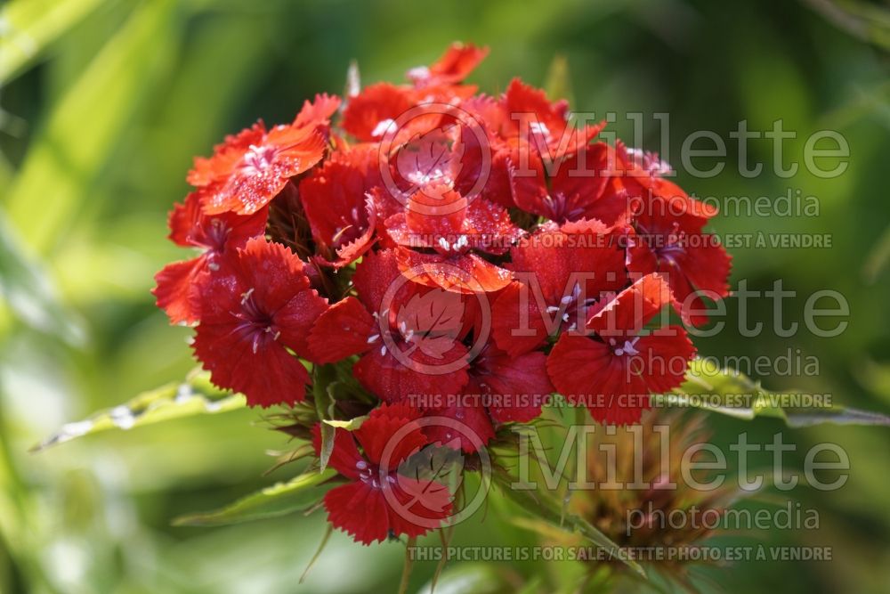 Dianthus Scarlet Beauty (Garden Pinks) 1