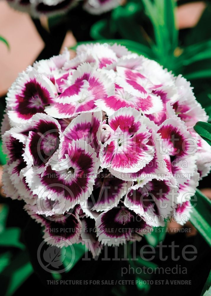 Dianthus Sweet Purple White Bicolor (Garden Pinks) 2