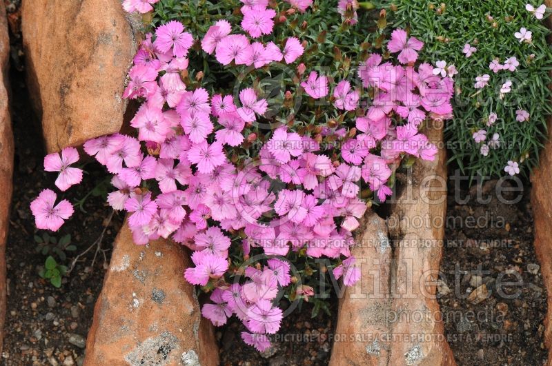 Dianthus brevicaulis (Dianthus Pinks) 1