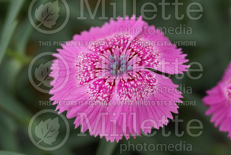 Dianthus callizonus (Garden Pinks) 1