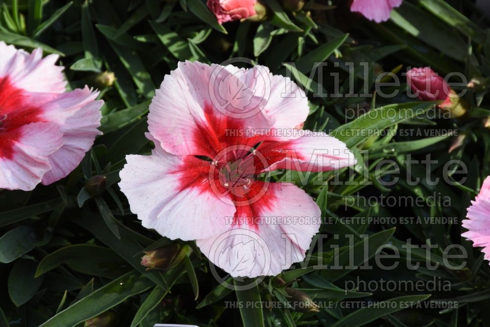 Dianthus Corona Strawberry (Garden Pinks) 1