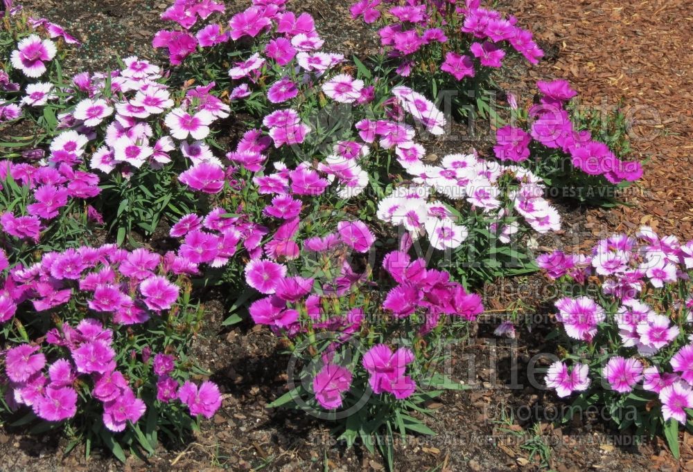 Dianthus Diana Lavender Picotee (Carnation China Pinks) 1