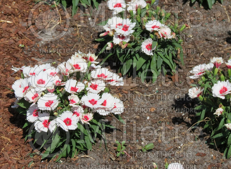 Dianthus Diana Red (Pink) 1 