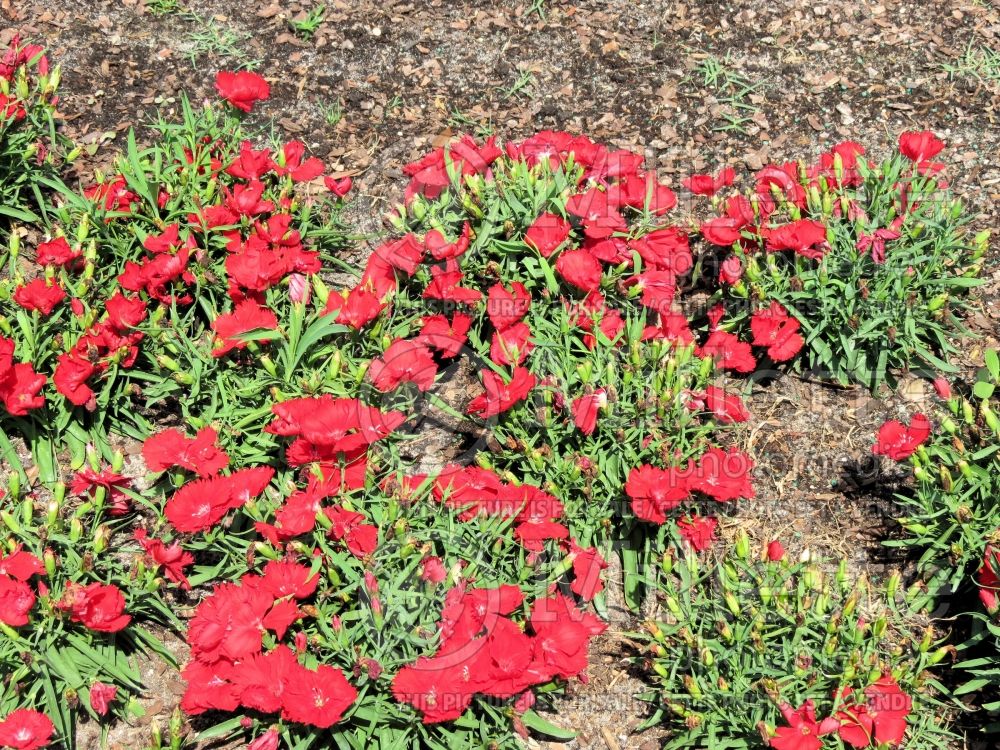 Dianthus Diana Scarlet (Carnation China Pinks Œillet) 1