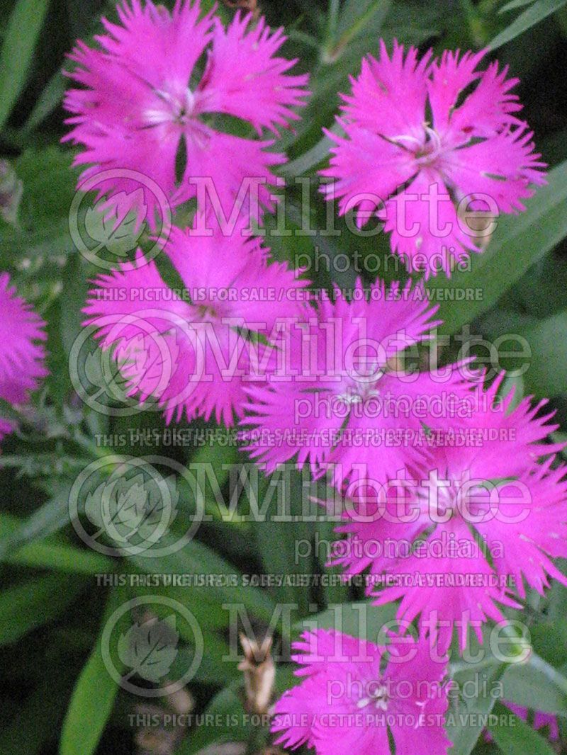 Dianthus Melody Pink (China pink) 2