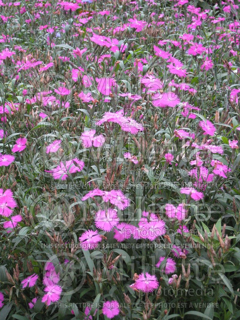 Dianthus Melody Pink (China pink) 1