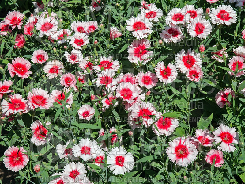 Dianthus Snowfire (Pink) 1 