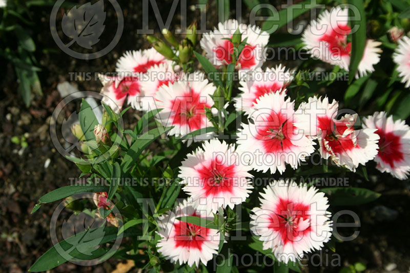 Dianthus Super Parfait Red Peppermint (China pink) 1 