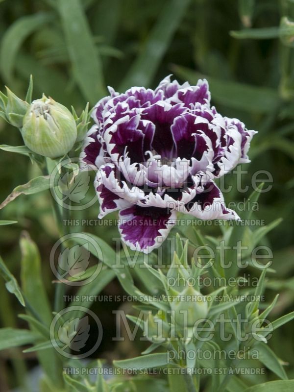 Dianthus Velvet 'n Lace (Pink) 1 