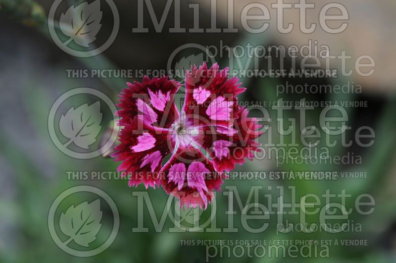 Dianthus Cranberry Ice (Pink)  1