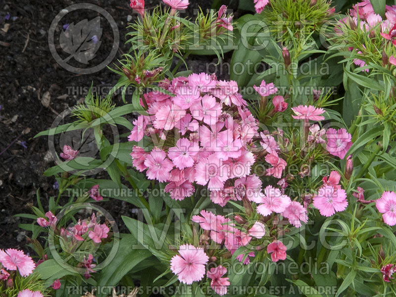 Dianthus Dash Pink (Garden Pinks) 1