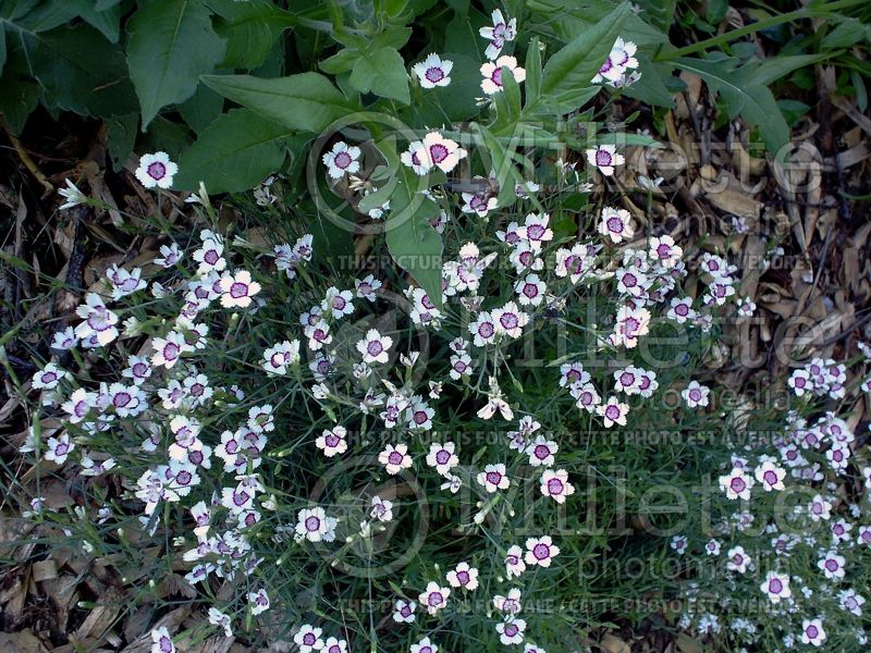 Dianthus Arctic Fire (Pink) 3 