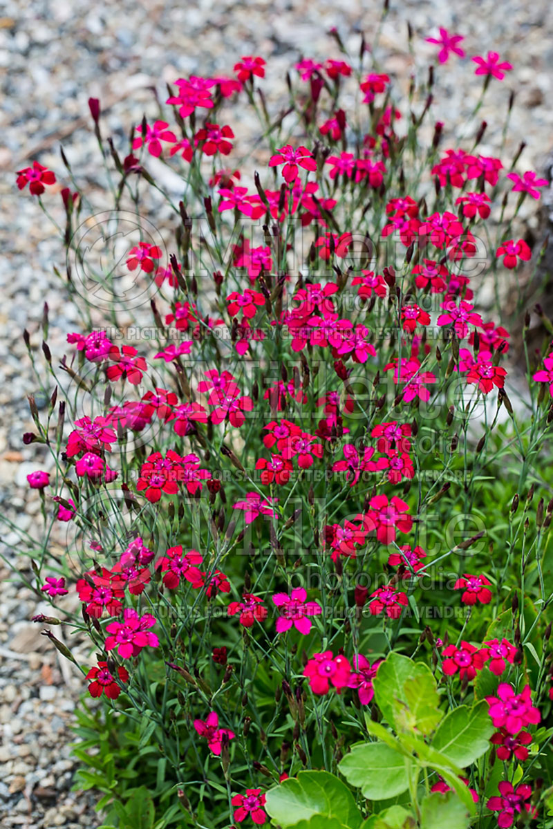 Dianthus Confetti Cherry Red (Garden Pinks) 1