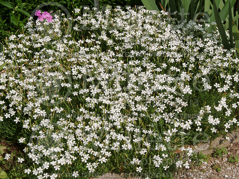 Dianthus Confetti White (Garden Pinks) 1